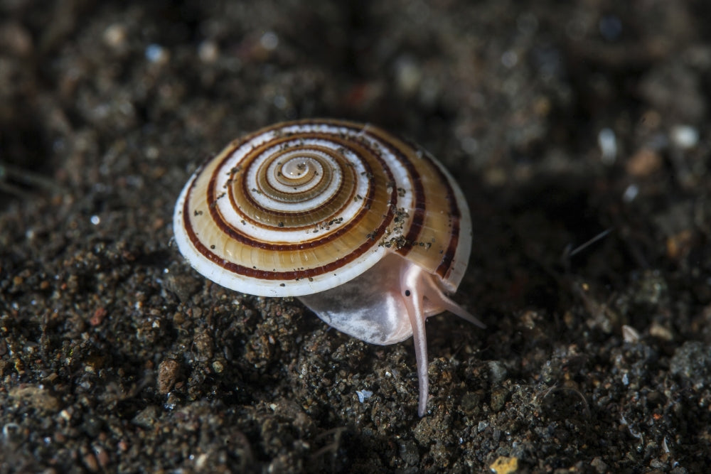 A live sundial shell crawling across the seafloor poster print