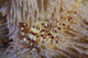 Coleman's shrimp nestled among the spines of a fire urchin poster print.
