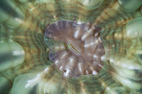 Detail of a large coral polyp in Komodo National Park, showcasing vibrant marine life.