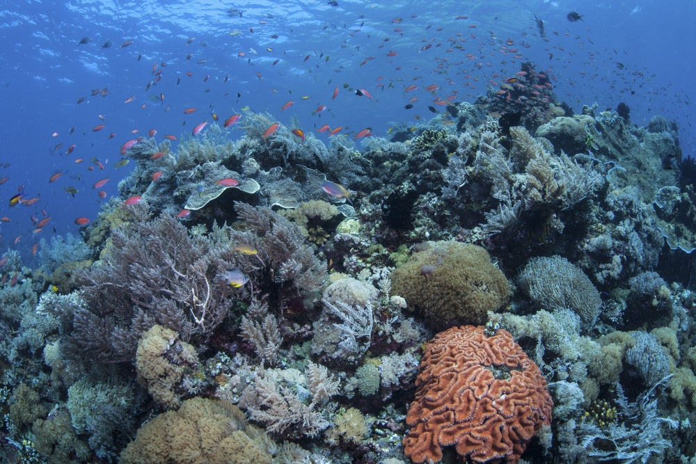 Vibrant coral reef poster print from Komodo National Park, Indonesia.