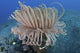 Tube Anemone on Sandy Seafloor in Komodo National Park Poster Print