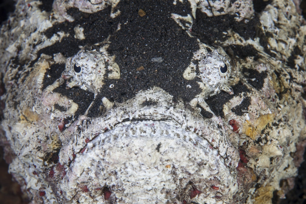 Reef stonefish underwater poster print showcasing nature's camouflage.