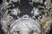 Reef stonefish underwater poster print showcasing nature's camouflage.