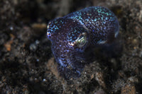 Bobtail squid crawling out of sand in Komodo National Park poster print.