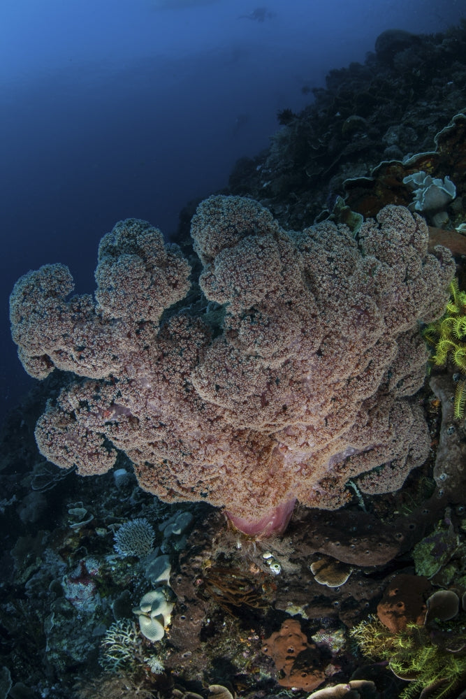 Large soft coral colony on reef slope in Komodo National Park poster print