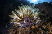 Colorful crinoid clinging to a coral reef in Komodo National Park poster print
