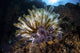 Colorful crinoid clinging to a coral reef in Komodo National Park poster print