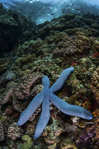 Blue starfish clinging to coral reef in Komodo National Park, Indonesia.