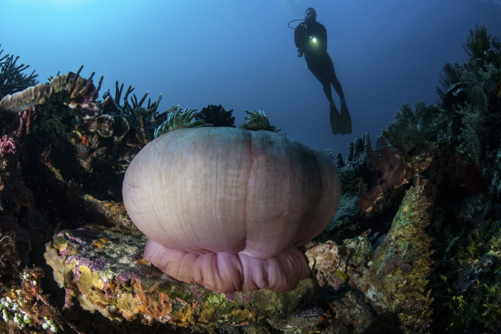 Diver hovering above a vibrant sea anemone in Indonesia poster print