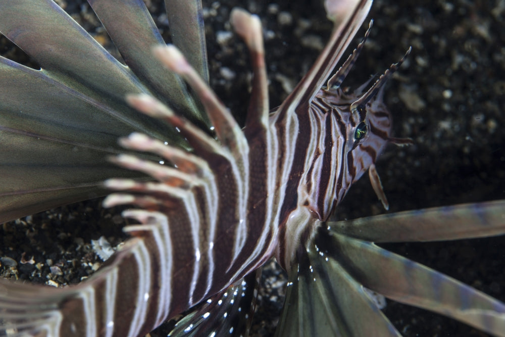 Kodipungi lionfish swimming over the seafloor in Sulawesi, Indonesia.