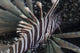 Kodipungi lionfish swimming over the seafloor in Sulawesi, Indonesia.