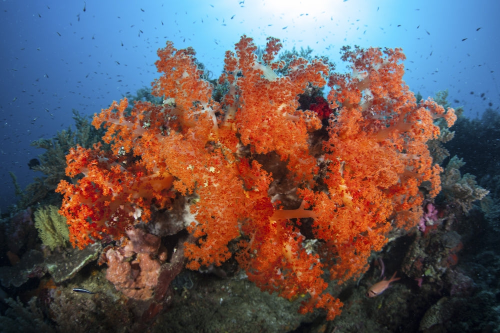 Beautiful soft corals and invertebrates on a reef in Indonesia poster print