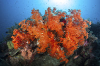 Beautiful soft corals and invertebrates on a reef in Indonesia poster print