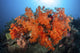 Beautiful soft corals and invertebrates on a reef in Indonesia poster print