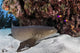 http://c328301.r1.cf1.rackcdn.com/PSTETH400837U.jpg
