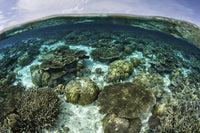 Shallow Coral Reef in Wakatobi National Park poster print showcasing vibrant underwater life.