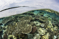 Shallow coral reef in Wakatobi National Park poster print by Ethan Daniels