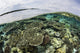 Shallow coral reef in Wakatobi National Park poster print by Ethan Daniels
