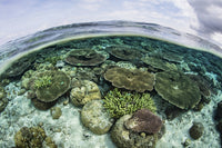 Shallow coral reef in Wakatobi National Park poster print.