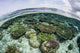Shallow coral reef in Wakatobi National Park poster print.