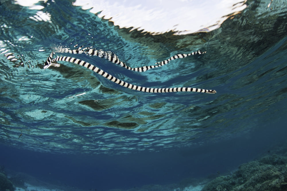 Banded sea snake swimming in Indonesia poster print by Ethan Daniels.