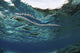 Banded sea snake swimming in Indonesia poster print by Ethan Daniels.