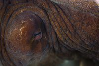 Art print featuring the eye detail of an octopus (Octopus cyanea) captured in Indonesia.