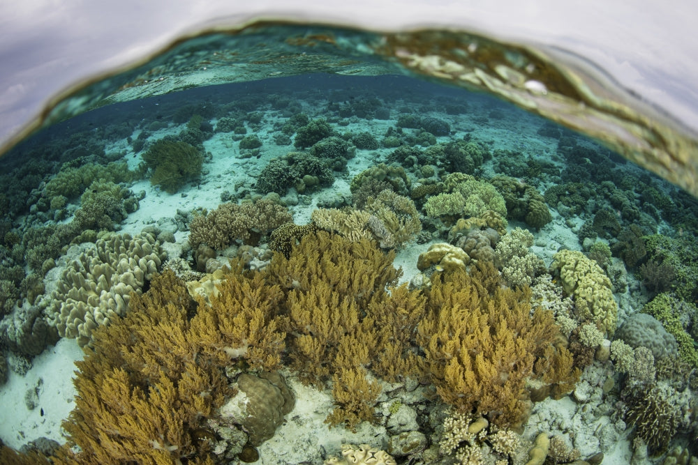 A shallow coral reef thriving in Wakatobi National Park, Indonesia - Poster Print.