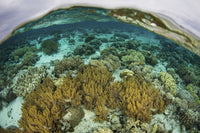 A shallow coral reef thriving in Wakatobi National Park, Indonesia - Poster Print.