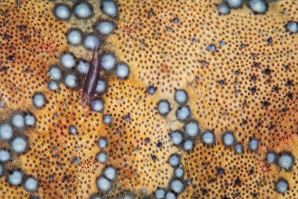 Tiny shrimp (Periclimenes soror) on a pin-cushion starfish in Raja Ampat, Indonesia.