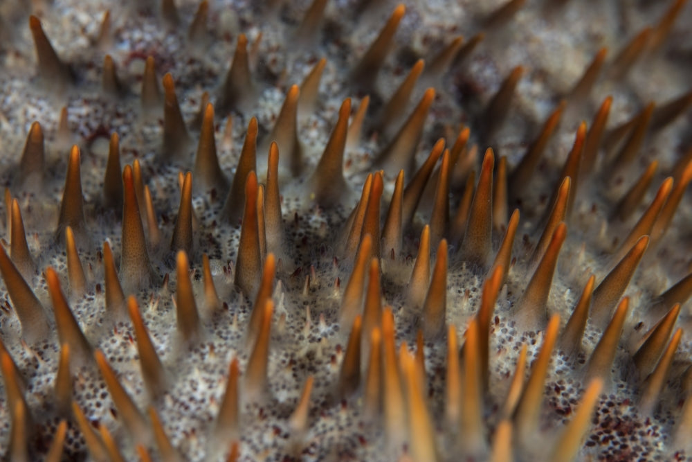 Crown-of-thorns starfish detail poster print showcasing sharp spines
