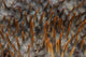 Crown-of-thorns starfish detail poster print showcasing sharp spines