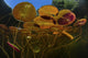Colorful lily pads growing along the edge of a freshwater lake in New England.