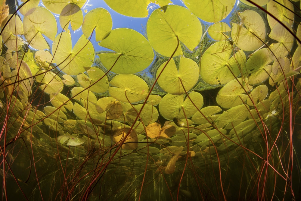 Colorful lily pads along the edge of a freshwater lake in New England.