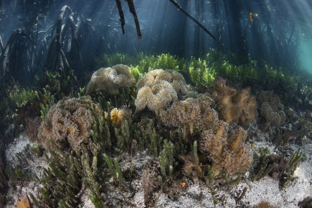 Soft corals at mangrove forest in Raja Ampat, Indonesia poster print.