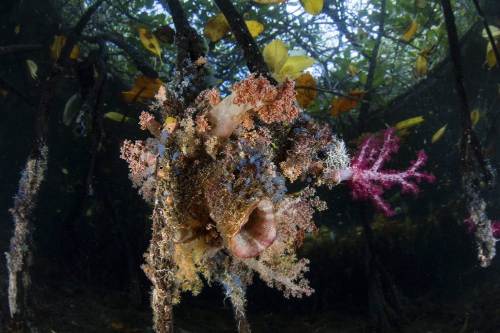 Colorful soft corals and tunicates on mangrove roots in Raja Ampat, Indonesia.
