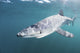 Sleek blue shark swimming in the waters off Cape Cod, Massachusetts poster print.