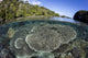 Healthy coral reef in Raja Ampat, Indonesia poster print