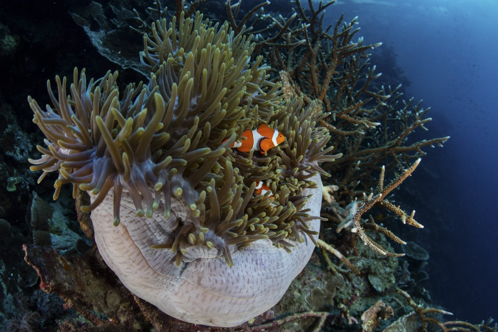False clownfish swimming among anemones poster print by Ethan Daniels.