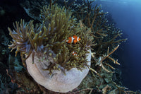 False clownfish swimming among anemones poster print by Ethan Daniels.