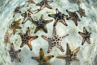 Chocolate chip starfish clinging to the seafloor in Komodo National Park, Indonesia.
