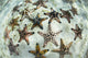 Chocolate chip starfish clinging to the seafloor in Komodo National Park, Indonesia.