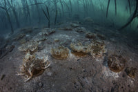 Upside-Down Jellyfish on Seafloor in Komodo National Park Poster Print