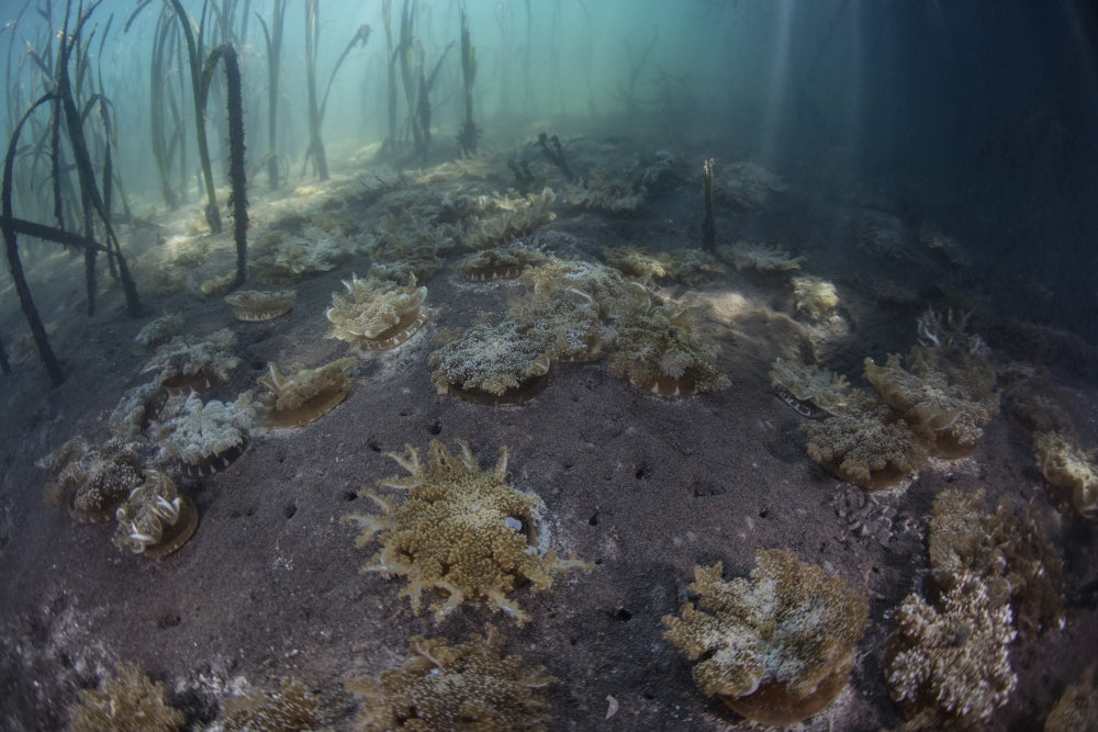 Upside-down jellyfish resting on the seafloor of a mangrove forest in Komodo National Park.