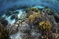 Beautiful reef full of soft corals in Komodo National Park poster print by Ethan Daniels.