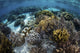 Beautiful reef full of soft corals in Komodo National Park poster print by Ethan Daniels.