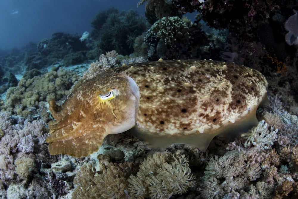 Broadclub cuttlefish hovering above coral reef in Komodo National Park poster print.