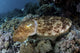 Broadclub cuttlefish hovering above coral reef in Komodo National Park poster print.