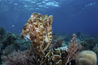 Broadclub cuttlefish hovering above a coral reef in Komodo National Park