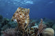Broadclub cuttlefish hovering above a coral reef in Komodo National Park